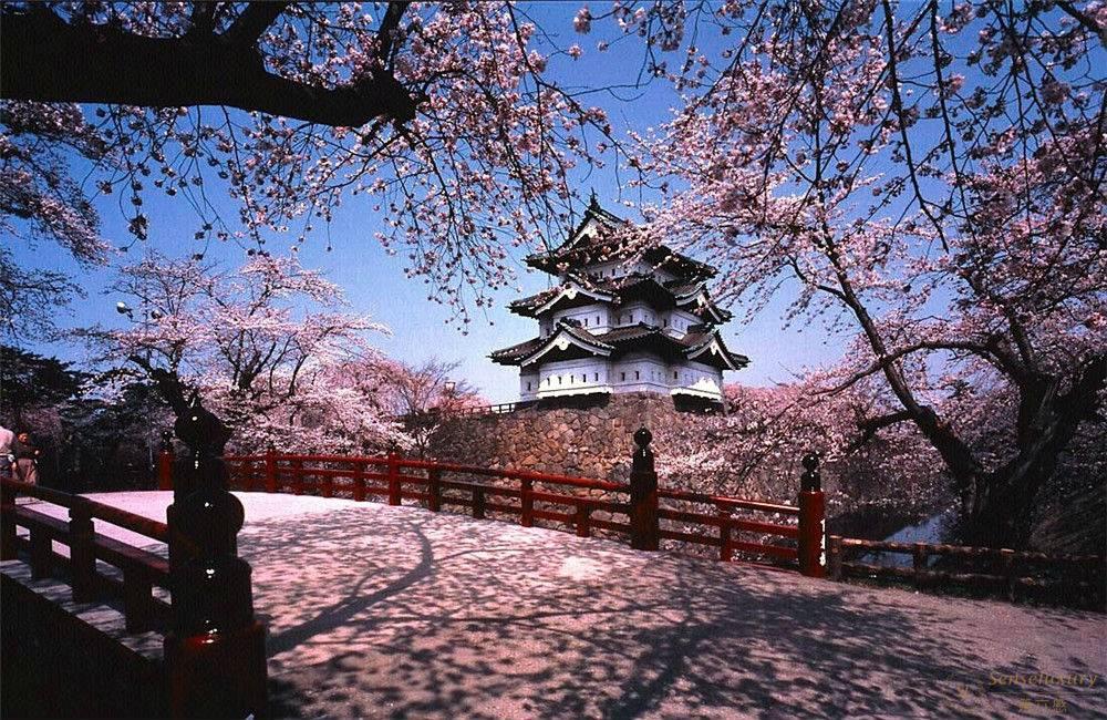 日本青森星野.青森屋樱花