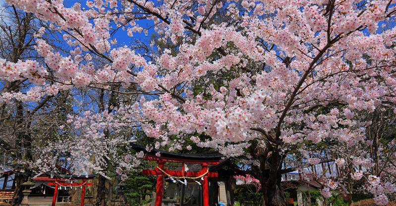 舌尖上的日本，樱花季去日本吃什么？